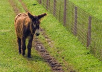 /album/ovejas-leonesas/burro-zamorano-leones-jpg/